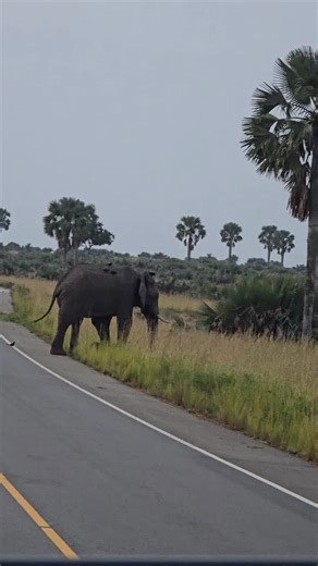 Get to know more about the Teeth system /molar system of the African Elephants. www.jeniktours.com #fypシ❤️💞❤️ #fypppppppppppppppppppppppppppppppppppppppppppppppppppppppppppppppppppppp #fypreelsً #photo #photooftheday #photography #tourlife #instagramreels #instagrammers #trendingreels #trendingnow #marketingdigital #marketingagency #explorepage #explore #exploremore | Jenik Tours
