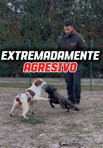 • SESIÓN INTENSIVA - BLEDI 🔥 | dog