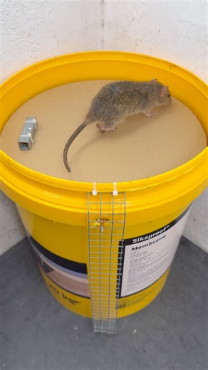 Simple DIY Mouse Trap That Actually Works #rat