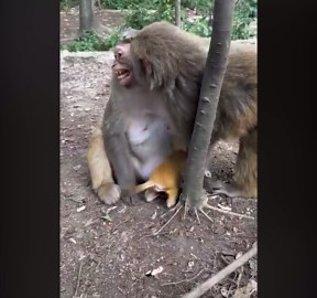 This Baby Monkey Won’t Stop Crying!