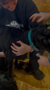 Feisty Sized Black Sheep-003 | Bollas Glass