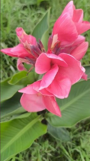 Beautiful Canna indica Flowers || Home Gardening |#trending #youtubeshorts #shorts