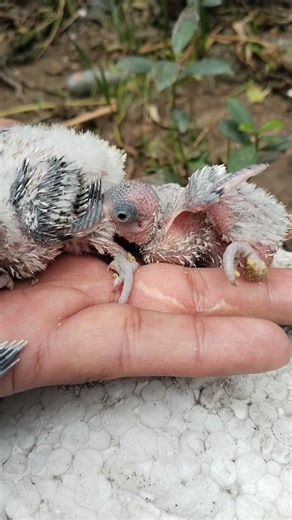 Baby Budgie Hand Tame | Three Very Young Unfeathered Baby Budgies on my Hand🐣 | Lovely Birds #shorts