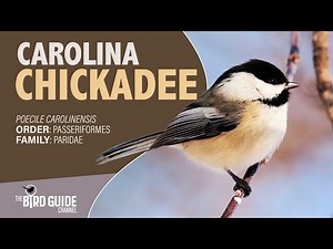 Carolina Chickadee | Forest Bird (The Bird Guide Channel)