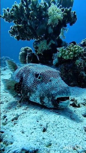 The Real Beauty of the Deep Ocean 🌊💙 | Colorful Sea Life#youtubeshorts#viral#nature