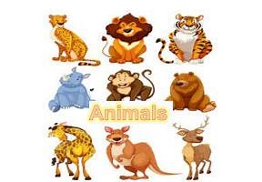 Discovering animals (1)