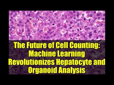 The Future of Cell Counting: Machine Learning Revolutionizes Hepatocyte and Organoid Analysis