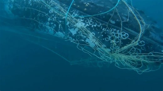 Rescuers save humpback whale trapped in net