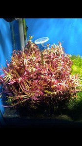 The Hidden Reef just received Aquarium & Pond Plants | The Hidden Reef, Inc