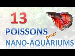 13 Fish for Nano-Aquariums suitable for beginners