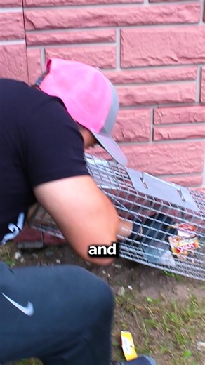 Skunk Removal the Right Way #pest #pestcontrol #skunk #hometips | Pest Badger