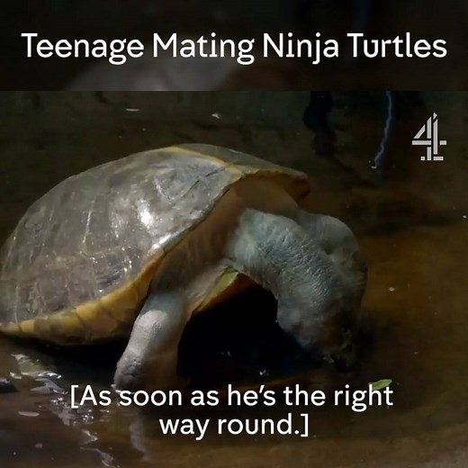 The biological clock is ticking for Fiona… Say hello to her new mate: Shrek. | Channel 4