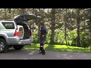 Kojo (Basenji) Trained Dog Video Minneapolis