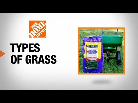 Types of Grass for Your Yard