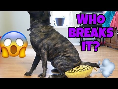 WE BROKE THE WORLD'S LARGEST WHOOPEE CUSHION!!