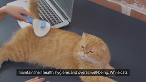 Cat Grooming Techniques