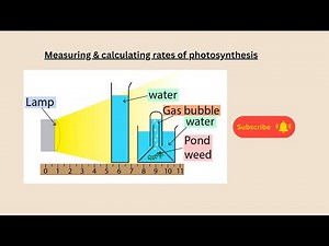 Measuring & calculating rates of photosynthesis for AQA GCSE Biology and combined science