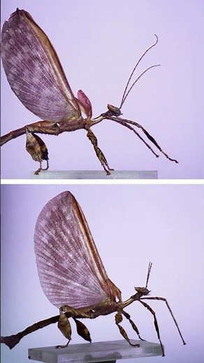 Giant stick insects in flight! #insects #science