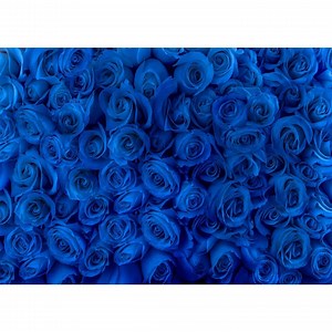 Royal Blue Rose Flower Photography Backdrop Wedding Birthday Party Background Vinyl Polyester Photo Booth Studio Prop,custom Backdrop Banner - Etsy