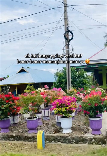 Keindahan Bunga Bougenville untuk Pecinta Tanaman