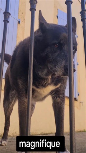 #pourtoi #chien | Stephane André