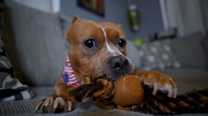 9.3K views · 106 reactions |  Aurora Animal Care and Control Helps...