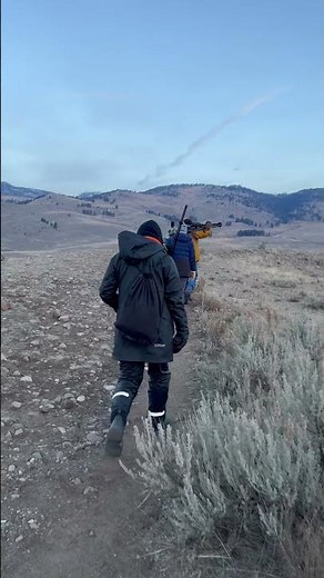 Yellowstone Wolf Watching: Finding Yellowstone Wolves in Lamar Valley