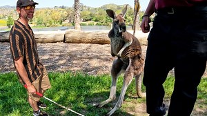 My first date with a kangaroo