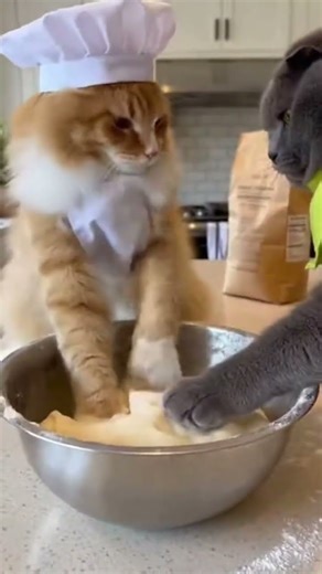 When you try to help in the kitchen but it turns into a wrestling match! 👨‍🍳😼👊#BakingFails #CatFight