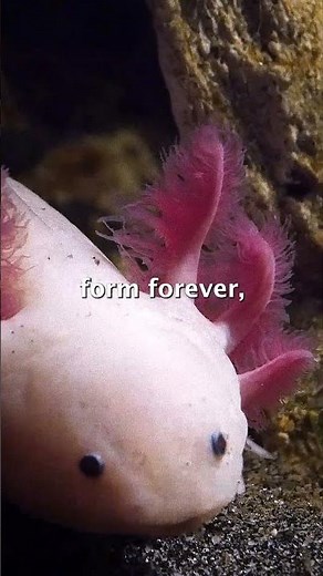 David Attenborough | The Animal That Never Grows Up