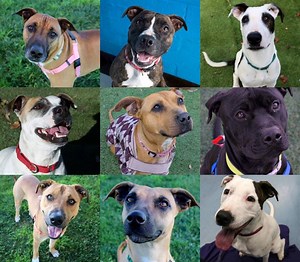 8.8K views · 90 reactions | AUSTRALIA'S FAVOURITE DOG BREEDS...