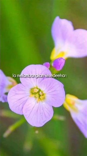Bunga Sederhana yang Penuh Keceriaan 💜🌿 #virginiastock #Malcolmiamaritima