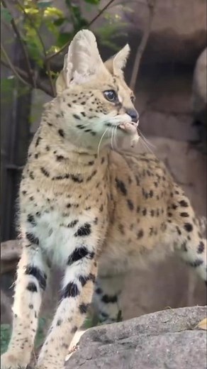 Serval – Africa’s Long-Legged Hunter #animalshorts