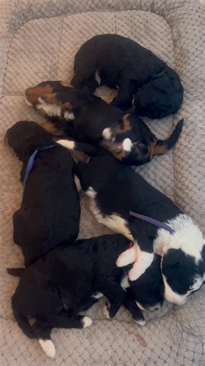 Even in her deep sleep somehow Nutmeg knew breakfast was being served  | Blueberry Ridge Doodles | Facebook