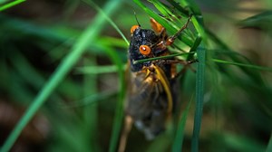 Do cicadas bite?: here's a rundown of your new winged friends