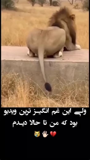 ‎میکس •/•شاه🥀💔‎ on Instagram: "This viral video captures a man repeatedly attempting to flee a pursuing Belgian Malinois through a kennel gate, creating a comedic "infinity loop" as the dog's relentless energy traps him in a cycle of evasion, filmed at what appears to be a dog training facility. , an account specialising in absurd, decontextualised human moments, the clip amassed over 8 million views and 34,000 likes within weeks, highlighting the breed's renowned stamina—Belgian Malinois can