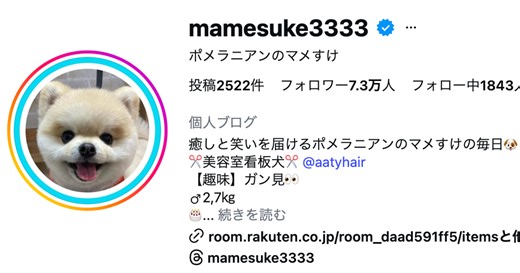 【画像】ふわふわのポメラニアンが“メンチ切り”⇨睨むような表情に「目バキバキ」「戦闘モード突入！」