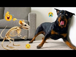 HILARIOUS DOGS Doing the Weirdest Things 🤪🦮 NEW Funniest Dogs 2026 #7