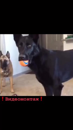 Playful Dogs in the Garden: A Home Adventure