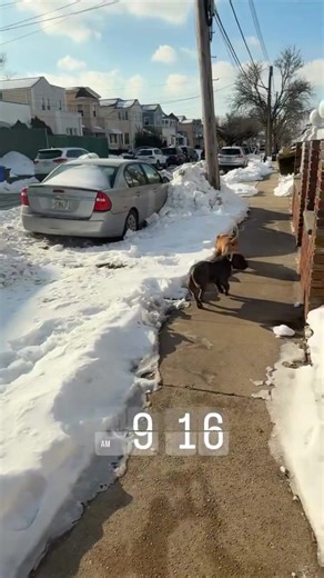 Why These Dogs Don't Listen: Funny Moments