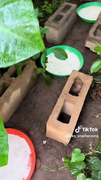 For a moment I was lost on ideas on what to do after removing our walkway. Many people gave us suggestions on Instagram which i absolutely appreciate, but my staff was able to solve this problem for us effortlessly!!!!! . Snail farming reloaded is coming, it’s not your regular online course, I will be teaching practical lessons I have learnt over the years, mistakes I made as a beginner and how you can avoid them . . Snail farming reloaded has been heavily discounted for 5,000 naira only . . Reg