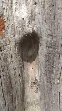 A valuable rosewood tree (Group IA) in the garden.