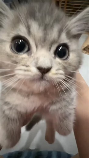 cats | Aeeee😺💢aeeee💢😺😺aeeee💢😺🦅 - - - cr:Unknown #meow #kitten #kittens #kittensofinstagram #cat cats catlife catlovers fyp fypシ pet pets | Instagram