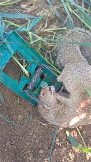 Mongoose Trapped in a Cage | Wild Mongoose Rescue and Struggle for Freedom