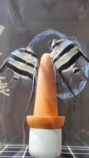 Altum Angelfish Breeding: A Colorful Journey in Fish Breeding