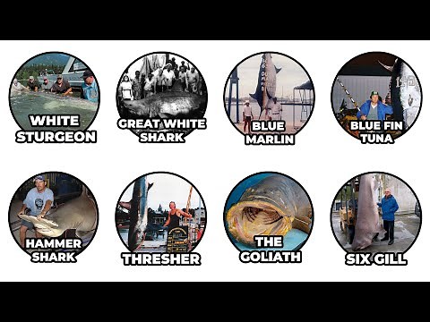 20 Biggest Fish Ever Caught Explained in 17 Minutes