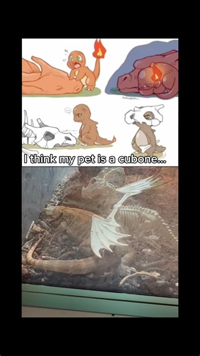 Cubone lore irl #Pokemon #beardeddragon #cubone #reptiles #pets