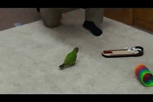 World record 20 parrot tricks in 2 minutes