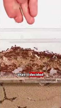 See how ants react to freezing temperatures!