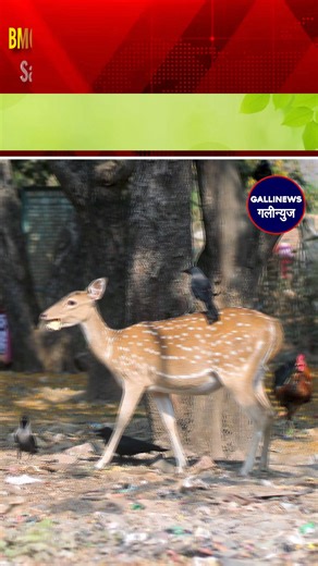 2K views · 29 reactions | BMC Ne Sanjay Gandhi National Park Ke Liye...
